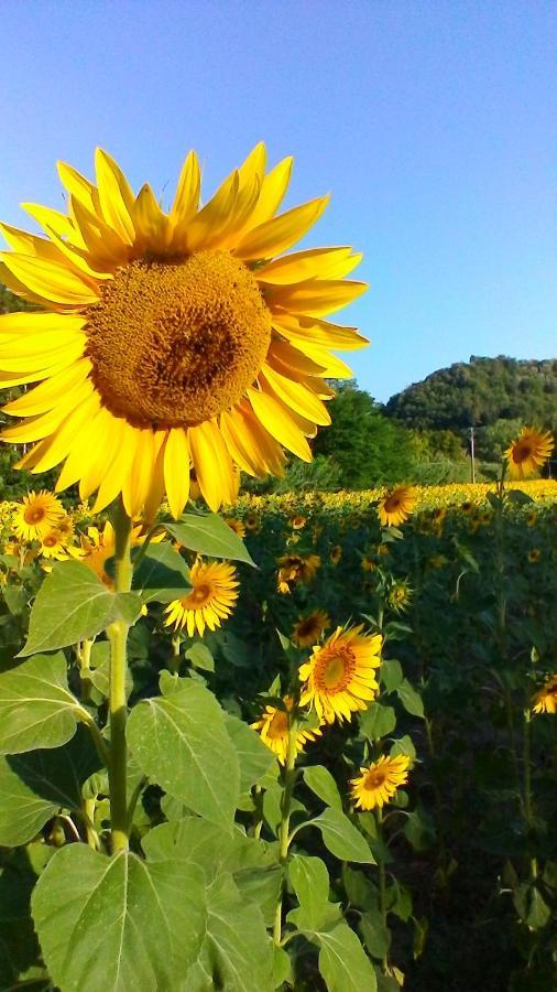 Podere Pian Dei Gelsi Volterra Ngoại thất bức ảnh